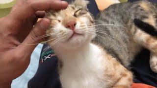 This Is How Cats Show Love And Affection Towards Humans