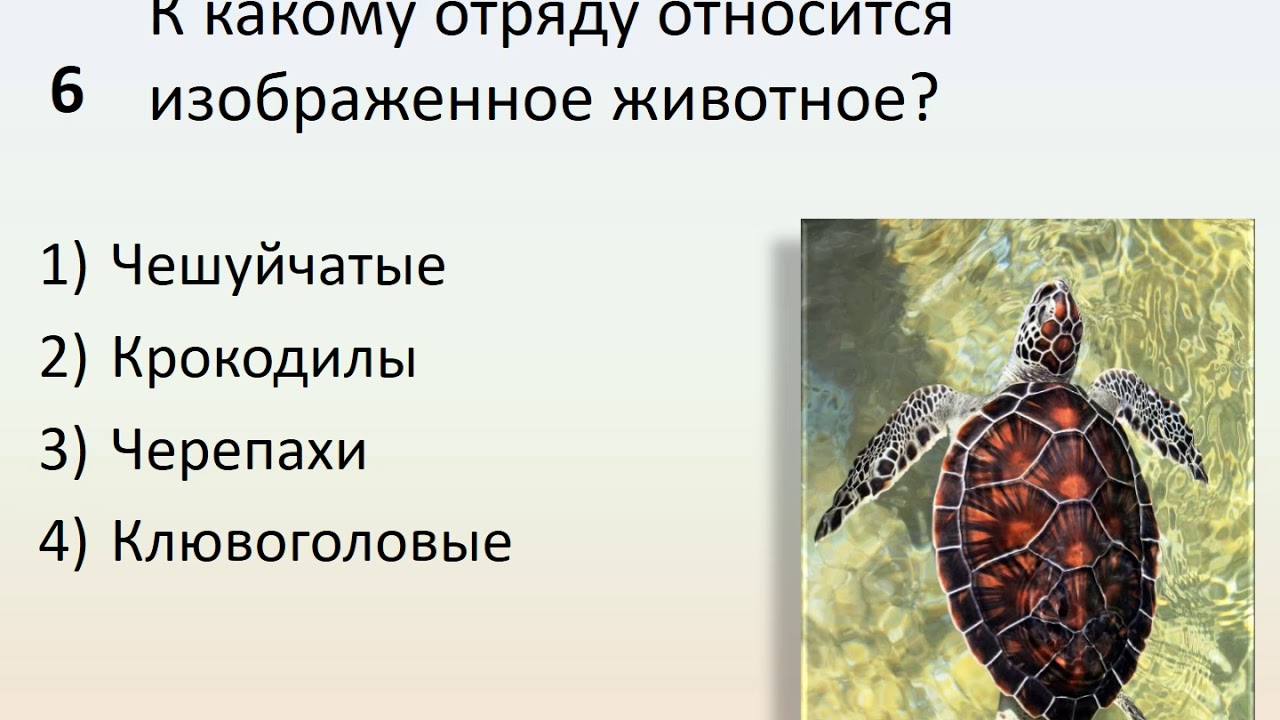 Контрольная работа класс пресмыкающиеся 2 вариант. Симметрия тела пресмыкающихся. Таблица отряд чешуйчатые черепахи крокодилы. Чешуйчатые крокодилы черепахи Клювоголовые. Покровы пресмыкающихся и членистоногих.