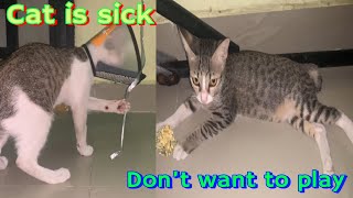 Cat is sick                                                                             #cat #funny