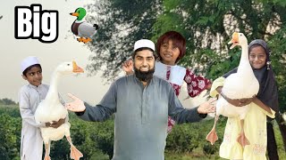 Buhat Bary Duck Agai Ghar Arshad Vlogs 