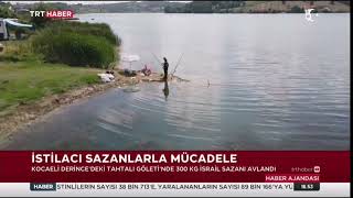 Kocaeli Derince Tahtalı Göletinde Zararlı Balık Türleri Yerine Anaç Sazan Bırakıldı