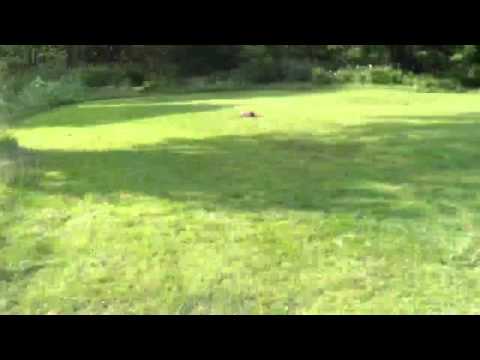 How not to chase a gopher - FAIL
