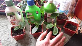 Complete Guide for Growing Cucumbers: Seed Starting, Transplanting, Fertilizing, Trellsing & Pests