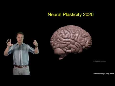 Neural Plasticity For Neurorehabilitation Therapists: Lecture 1 @Neurojak