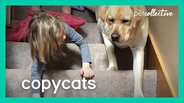 Do dogs mimic human actions?