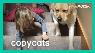 When Pet Animals Copy Their Owner  Copycats | The Pet Collective 2020