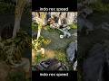 #arksurvivalevolved #arksurvivalascended #shorts #dinosaur #memes #games #gaming