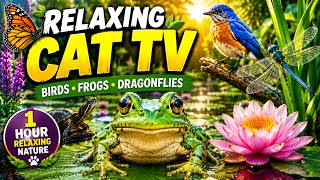 1 Hour Cat TV 🐦 Birds, Frogs & Dragonflies