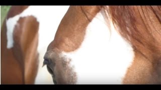 In the Reins - A Horse Romance Novel - Available Now!