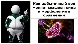 Как избыточный вес меняет мышцы: сила и морфология в сравнении