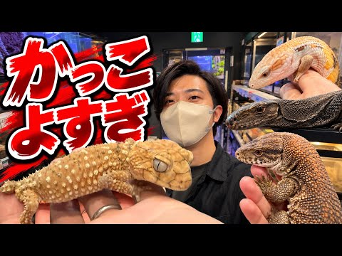 Resistance is futile! This classy monitor lizard is too charming to pass up!