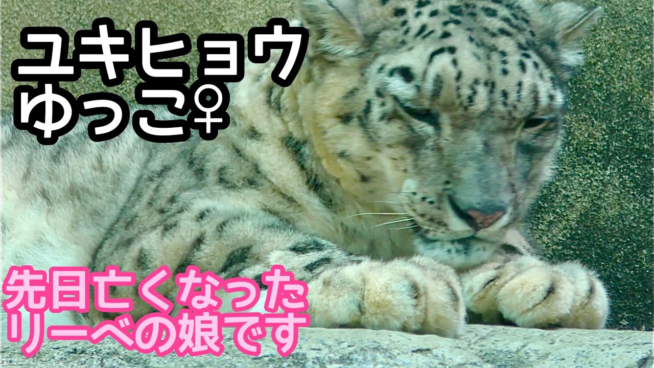 クマずきんちゃんヒヨコ♡雪うさぎ☆雪遊び ぴょっこりユキウサギST ユキちゃん/Pyokkori Yukiusagi ST Yuki