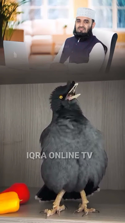 Mitu reciting a ghazal of Mizanur Rahman Azhari. #iqraonlinetv #nest #mizanur_rahman_azhari #birds