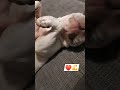English Bull #dogvideos #dogwalks ##doglover #leeds