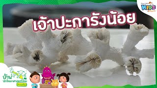 เจ้าปะการังน้อย | บ้านนักวิทยาศาสตร์น้อย