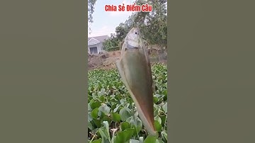 Câu Nhấp Câu Nhóng Cá Thác Lác