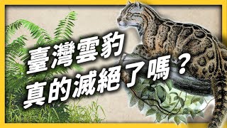 臺灣最美的動物、傳說中的雲之獸我們有機會把「臺灣雲豹」找回來嗎《 大自然ㄉ逆襲 》EP 018志祺七七