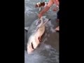 Man helps dead shark give birth to 3 babies on beach