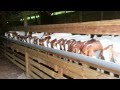 Boer goat 100% : Boer Américain et Australien (0696783-777)