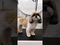 Ши-тцу 🐶 #приколысживотными #смешныевидео #забавныеживотные #puppy #cutepet #pets #смешныеживотные