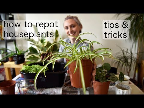 Video: Ompotning af stueplanter - Tips til ompotning af stueplanter