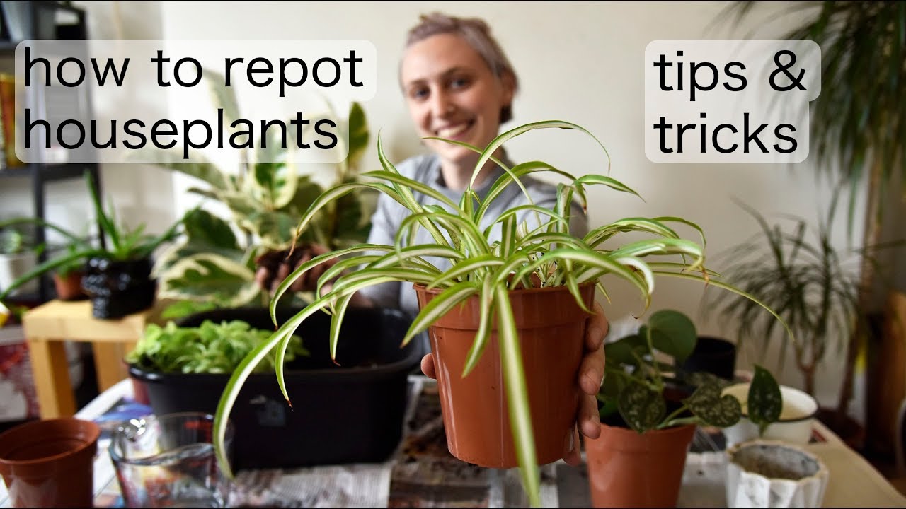 How to Repot Plants Repotting Houseplants Tips &amp; Tricks