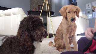 Teaching pup to remove socks by Kate Friedl 369 views 7 years ago 4 minutes, 7 seconds