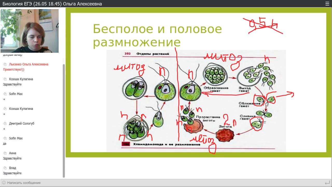 При делении жизненного цикла овощных растений. Жизненные циклы растений ЕГЭ биология. Циклы растений ЕГЭ по биологии. Жизненные циклы растений для ЕГЭ по биологии. Жизненный цикл ЕГЭ биология.