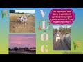 DogVlog: как проходит наш день в деревне🏡/идём гулять в поле🌾, на подвесной мост/+ ИГРА-КОНКУРС)🐶