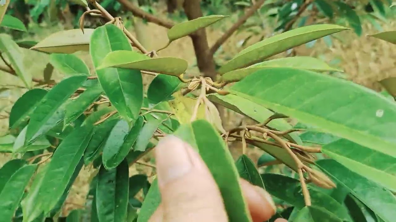 Ubdate kebun durian setela pruning perdana