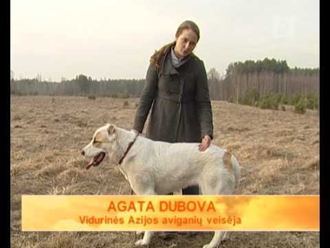 Video: Centrinės Azijos Aviganių Ar Alabajų Veislės šunų Ypatybės