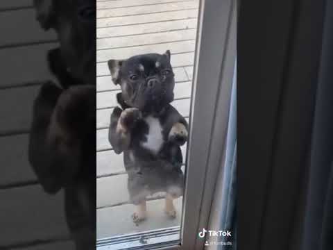 Cutiest Pug Puppy