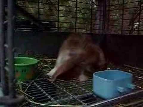 My English Lop Darla