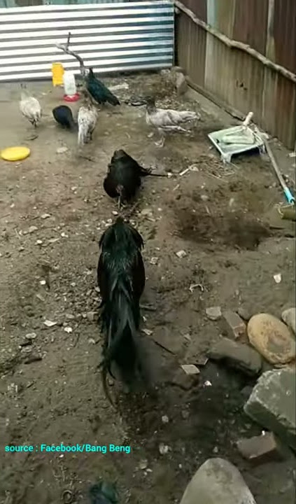 Peternakan Ayam Black dan Blue Sumatra