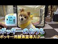 【ポメラニアン子犬】ポッキー用酸素室導入♪
