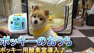 【ポメラニアン子犬】ポッキー用酸素室導入♪