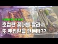 호접란 번식 이렇게도 할 수 있다?? 호접란 꽃대로 또접란 만들기 - '난 알아요' 제 54강