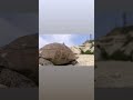Черепаха в Каппадокии