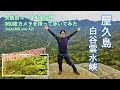 【鹿児島 屋久島 白谷雲水峡】 太鼓岩コースの見どころを網羅!! - 全区間360度で撮影して早送りでお見せします -