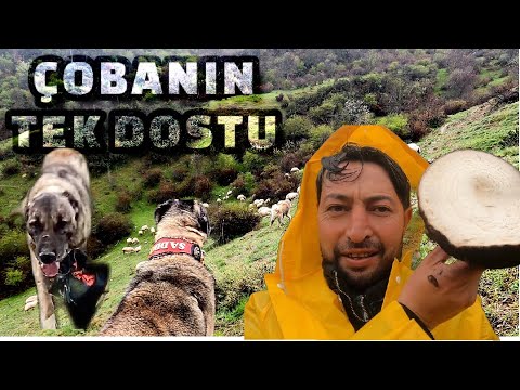 ÇOBAN ZORDA KALDIĞINDA İMDADINA KÖPEK YETİŞİYOR !!! DEV MANTAR BULDU ? ÇOBANIN BAYRAMI OLMAZ