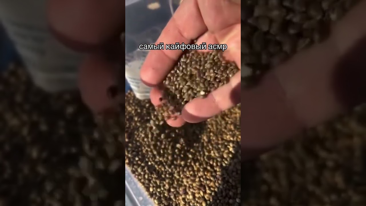 семена по ссылке💚 