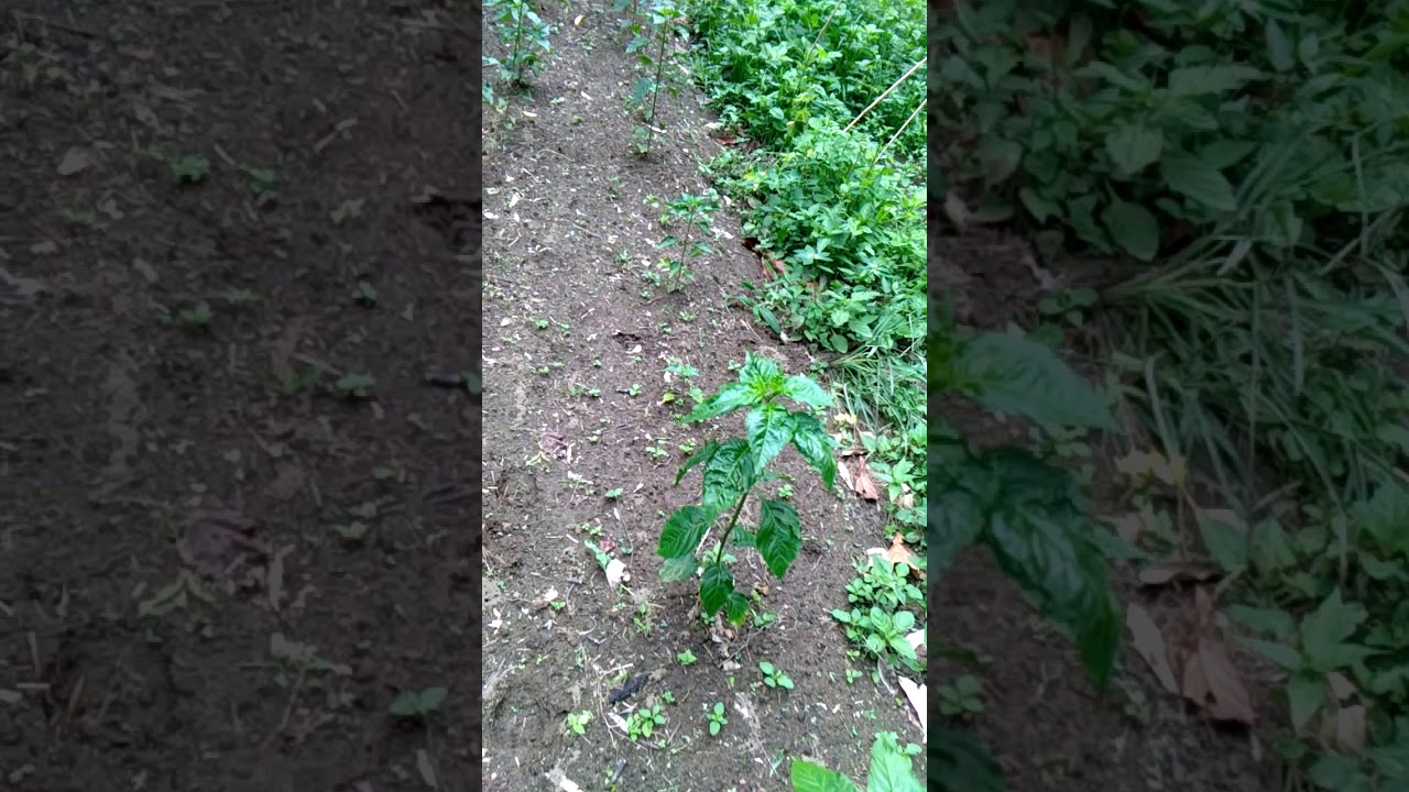 Cara menanam cabe rawit tanpa olah tanah. Tanpa mulsa plastik. Cabe