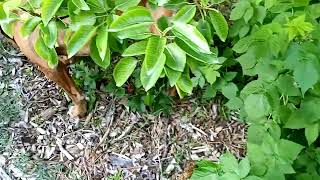 pit bull foraging for food in the garden by Aftershock American bully 4 views 1 year ago 1 minute, 10 seconds