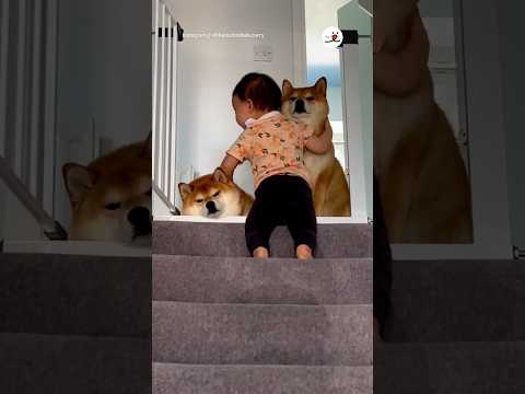 柴犬さんに可愛いご挨拶♡|PECO