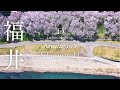 [桜ドローン撮影4K] 福井県福井市 足羽川桜並木｜桜ドローンプロジェクト