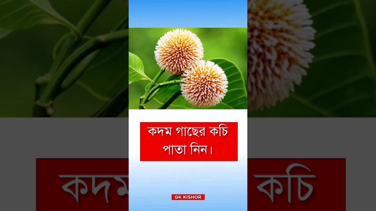 ১টি পাতা দিয়ে টিউমার ভালো করুন #gkkishor #healthcare #healthyfood #tumors #healthylifestyle #brief