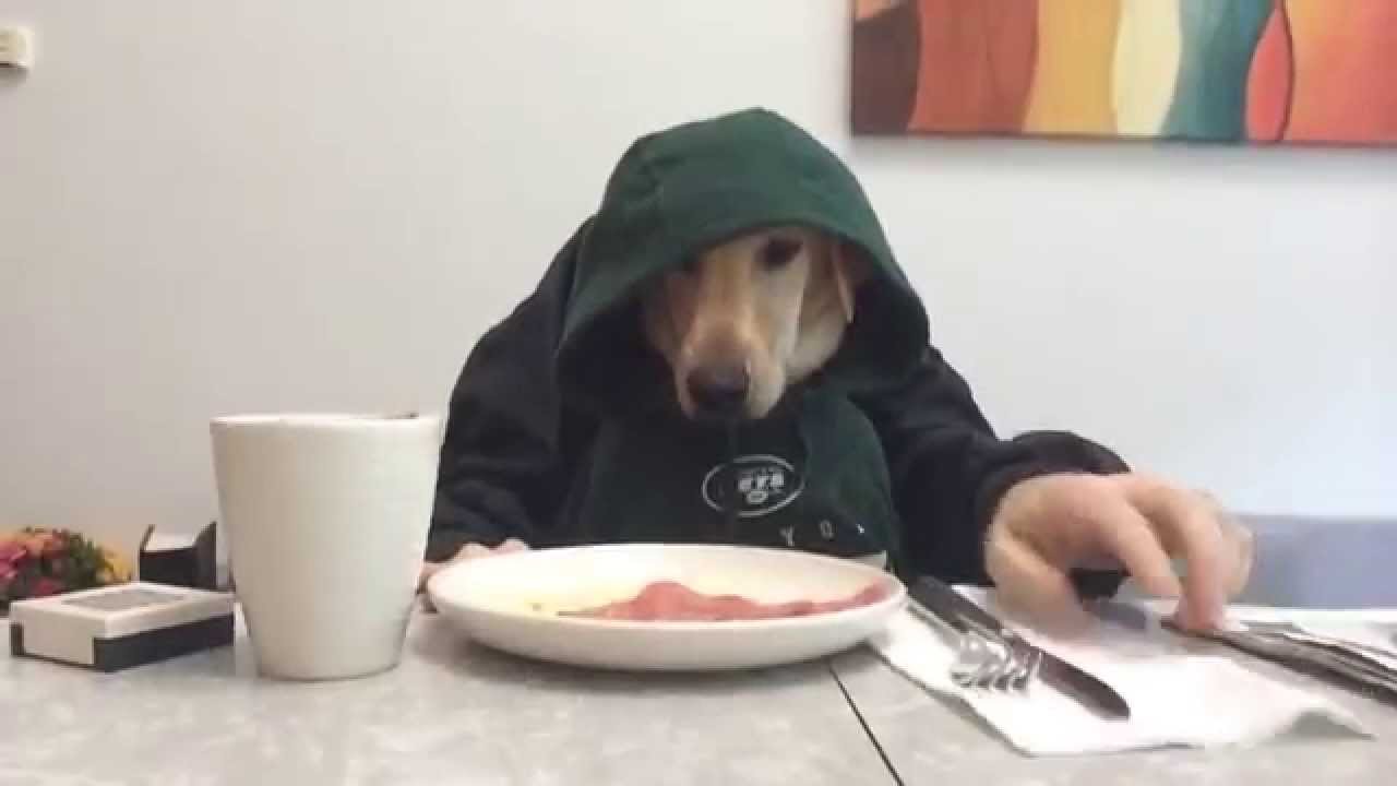 Dog Eating with Human Hands YouTube