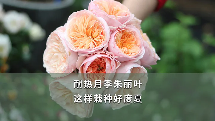 【海妈园艺课堂73】耐热月季朱丽叶，这样栽种好度夏| Rose Juliet Planting - 天天要闻