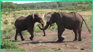 How do elephants greet each other? | REUTERS