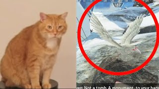 CAT detects BIRD | Apex Legends